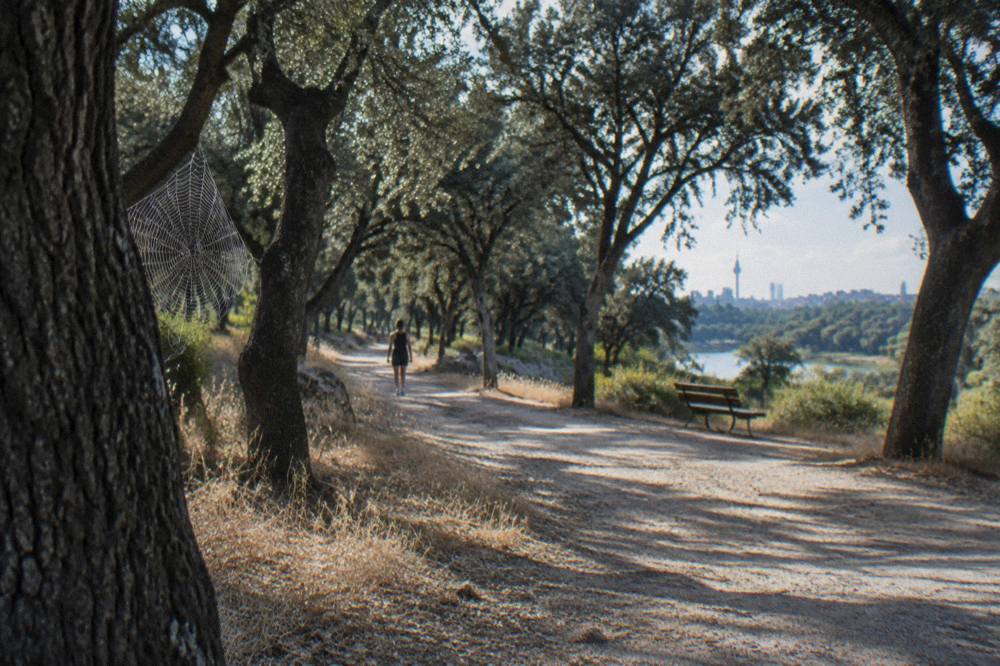 Tree lined path in Casa de Campo park with dappled sunlight on the ground