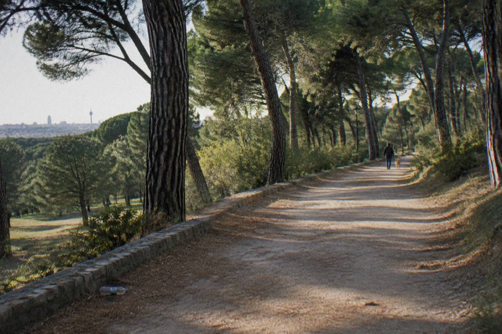 Shaded dirt path through pine trees in a large Madrid park